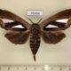 75456p Notodontiidae Tarsolepis malayana f Thailand $9