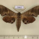 75457p Sphingidae Marumba dyras Thailand $15
