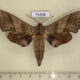 75458p Sphingidae Marumba dyras Thailand $15