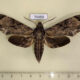 75459p Sphingidae Psilogramma discistriga Thailand $13