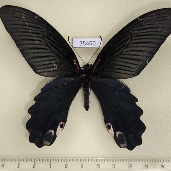 Papilionidae Papilio alcmenor Thailand