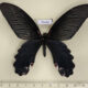 75460p Papilionidae Papilio alcmenor Thailand $18