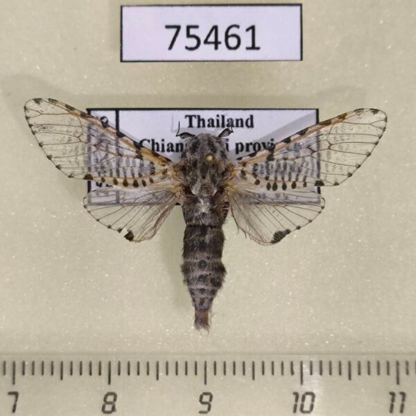 Cossidae Zeuzera rhabdota Thailand