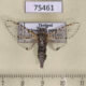 75461p Cossidae Zeuzera rhabdota Thailand $25