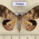75462p Noctuidae Oxyodes scrobiculata Thailand $12