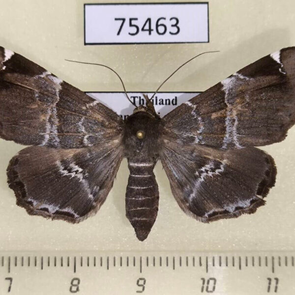 Noctuidae Claterna cydonia f Thailand