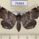 75463p Noctuidae Claterna cydonia f Thailand $9