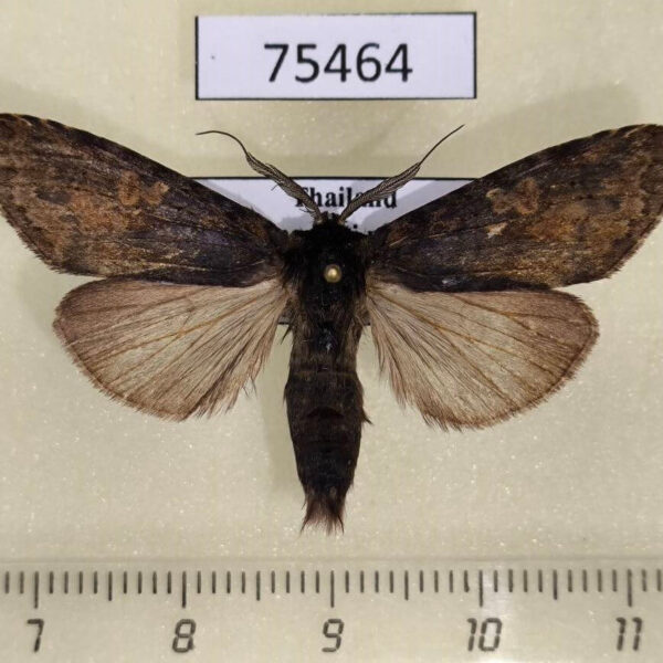 Notodontiidae Antiphalera sp. Thailand