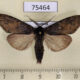 75464p Notodontiidae Antiphalera sp. Thailand $8
