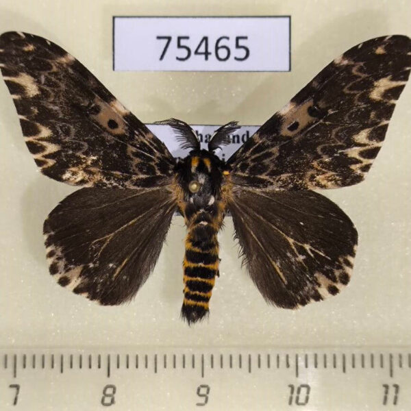 Lymantridae Lymantria hauensteini Thailand
