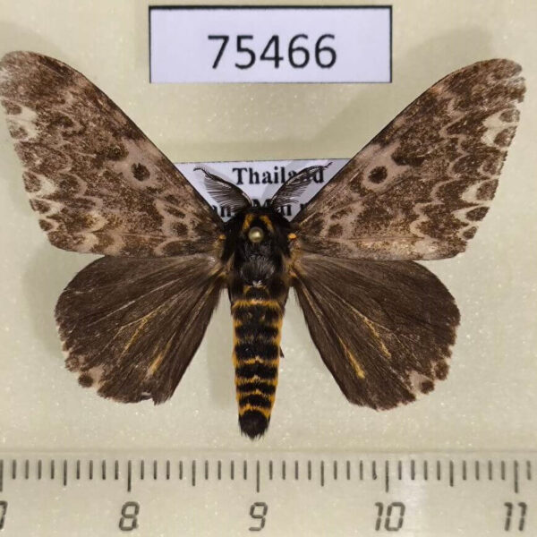 Lymantridae Lymantria hauensteini Thailand