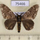 75466p Lymantridae Lymantria hauensteini Thailand $8