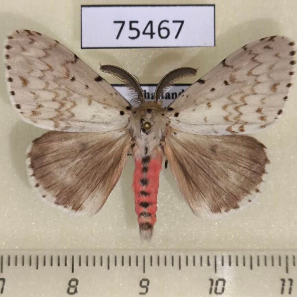 Lymantridae Lymantria plumbalis Thailand