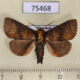 75468p Limacodidae Birthamula ruta Thailand $9