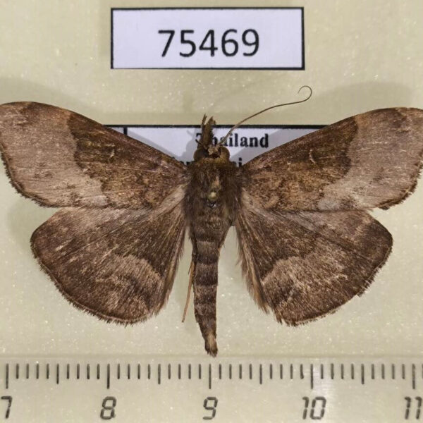 Noctuidae Adrapsa abnormalis Thailand