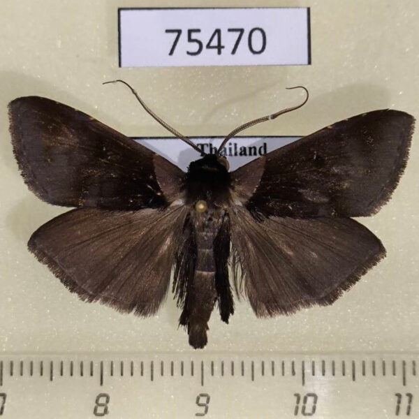 Noctuidae Crithote horridipes Thailand