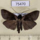 75470p Noctuidae Crithote horridipes Thailand $9