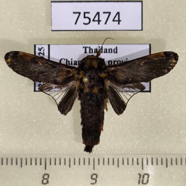 Limacodidae Cheromettia alaceria Thailand