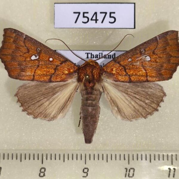 Noctuidae Cosmophila guttanivis Thailand