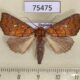75475p Noctuidae Cosmophila guttanivis Thailand $8