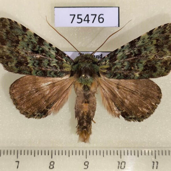Noctuidae Viridistria viridipicta Thailand