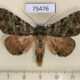 75476p Noctuidae Viridistria viridipicta Thailand $20