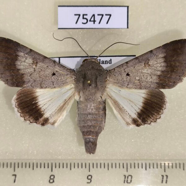 Noctuidae Pandesma quenavadi Thailand