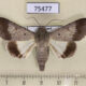 75477p Noctuidae Pandesma quenavadi Thailand $12