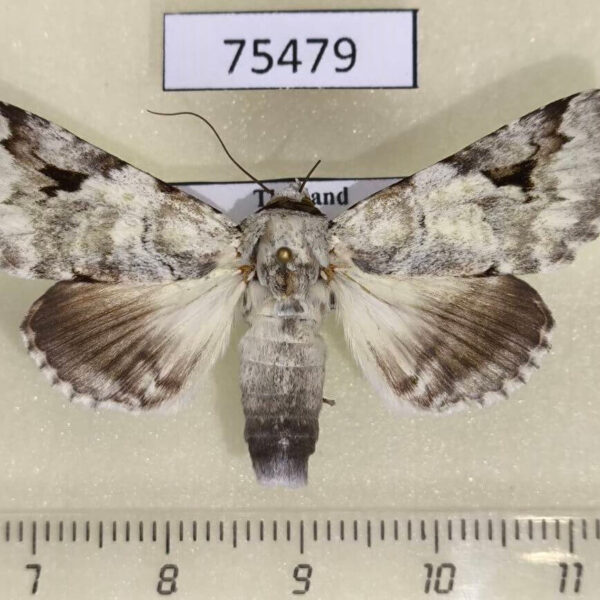 Noctuidae Bamra albicola Thailand
