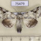 75479p Noctuidae Bamra albicola Thailand $13