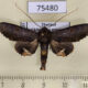 75480p Euteliidae Anuga indigofera Thailand $8