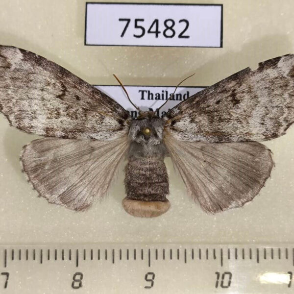 Thyatiridae Wernya thailandica f Thailand