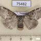 75482p Thyatiridae Wernya thailandica f Thailand $14