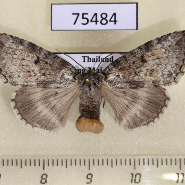 Thyatiridae Wernya thailandica f Thailand