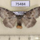 75484p Thyatiridae Wernya thailandica f Thailand $15