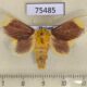 75485p Limacodidae Barisania honeyi f Thailand $13