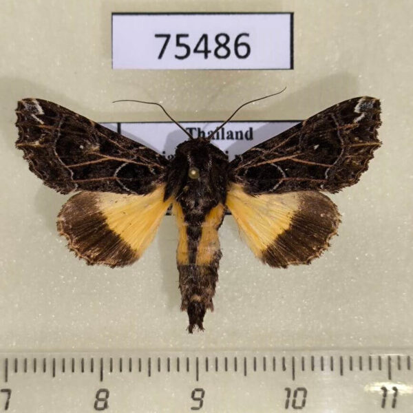 Noctuidae Callopistria thalpophiloides Thailand