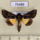 75486p Noctuidae Callopistria thalpophiloides Thailand $12