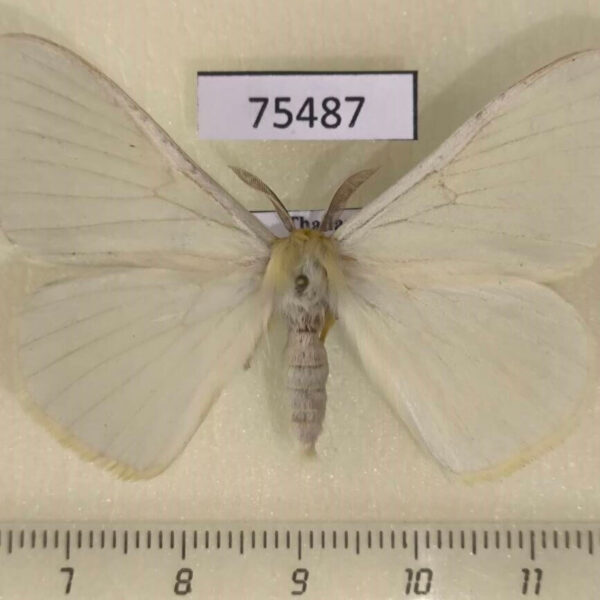 Eupterotidae Eupterote citrina Thailand