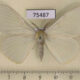 75487p Eupterotidae Eupterote citrina Thailand $9
