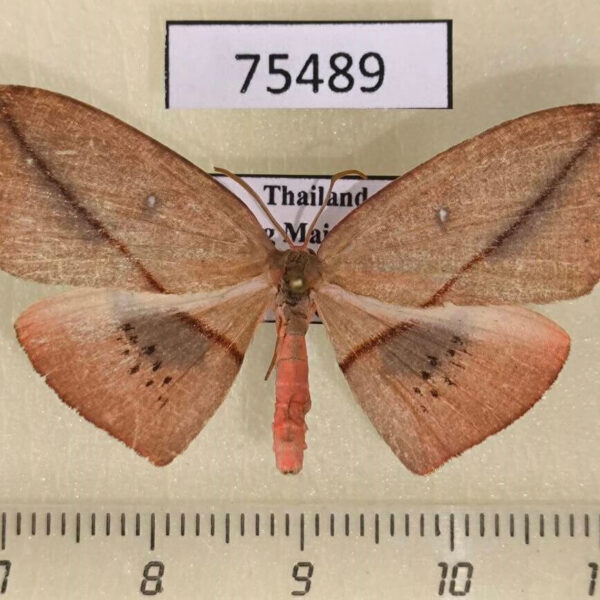 Uraniidae Brachydecetia sp. Thailand