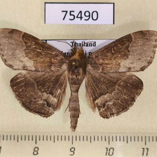 Noctuidae Adrapsa abnormalis Thailand