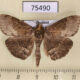 75490p Noctuidae Adrapsa abnormalis Thailand $7