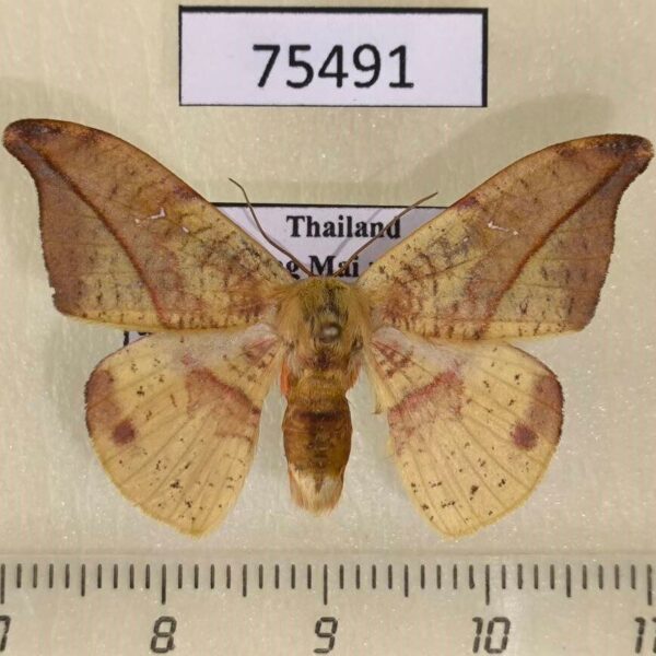 Drepanidae Oreta brunnea Thailand