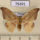 75491p Drepanidae Oreta brunnea Thailand $8