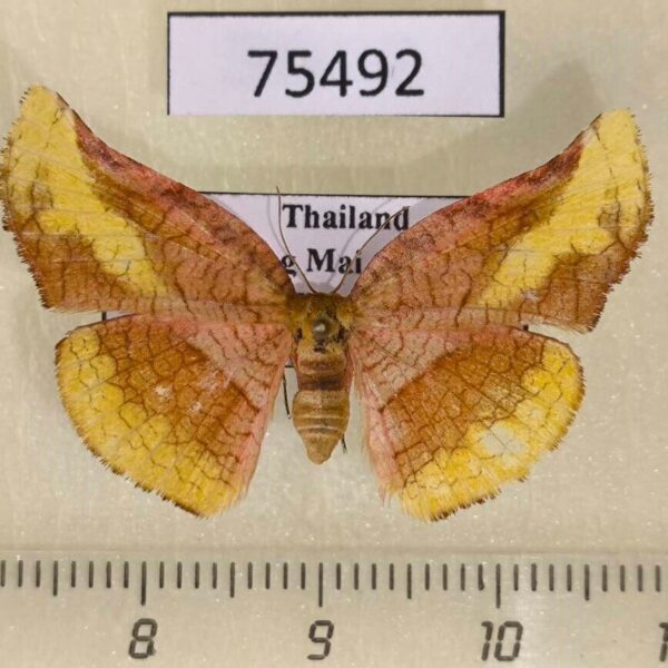 Thyrididae Camptochilus reticulatum f Thailand