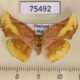 75492p Thyrididae Camptochilus reticulatum f Thailand $7