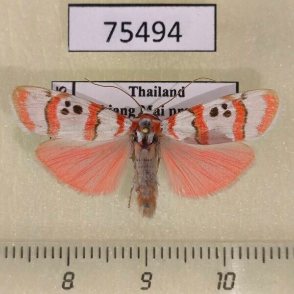 Arctiidae Cyana bianca Thailand