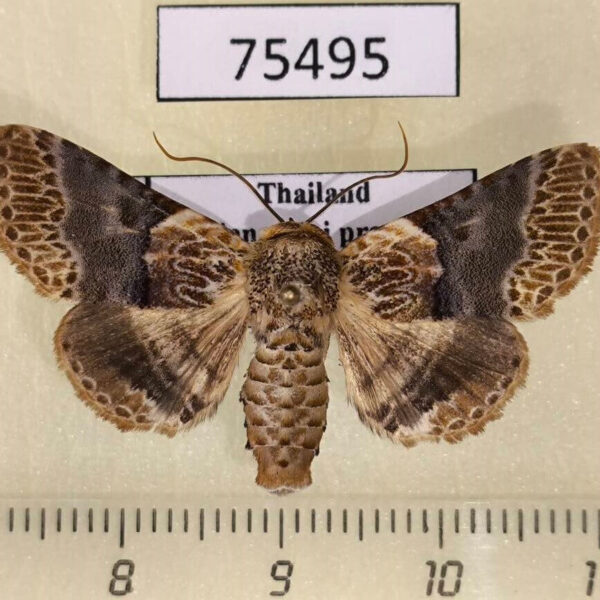 Noctuidae Diomea fasciata Thailand