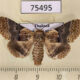 75495p Noctuidae Diomea fasciata Thailand $25